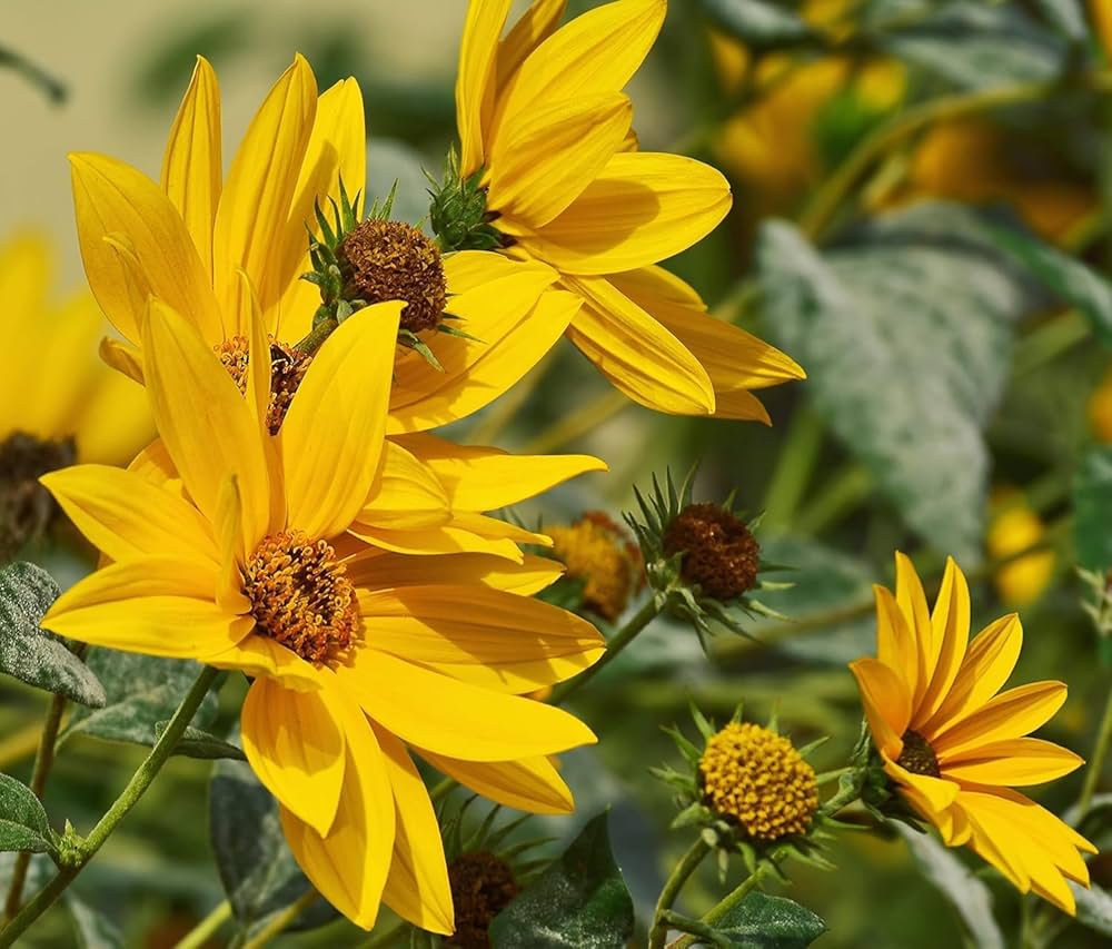 sunflower helianthus flower seeds