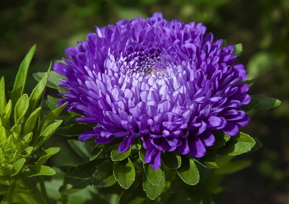 Kina Aster Blomsterfrø til Plantning Blå Hvid 100 stk