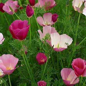 purple purple flower seeds