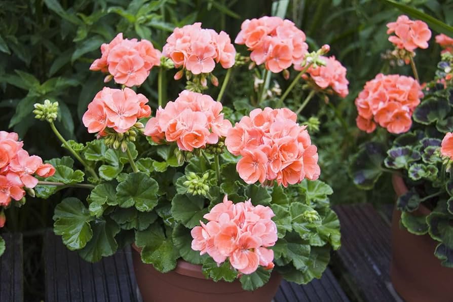 Geranium Pink Røde Blomsterfrø til Plantning 100 stk