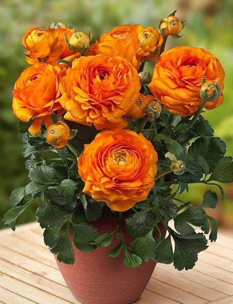 ranunculus ranunculus flower seeds