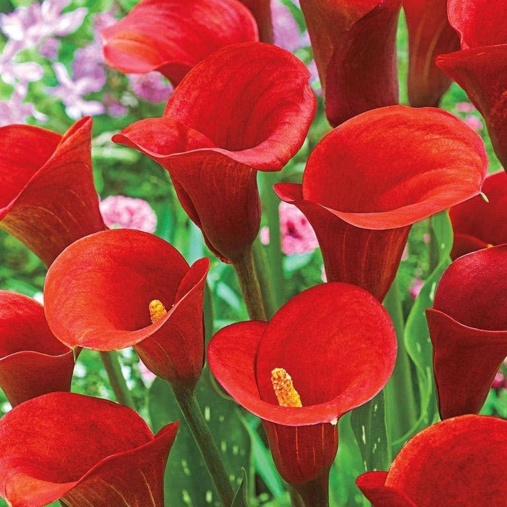 zantedeschia aethiopica flower seeds