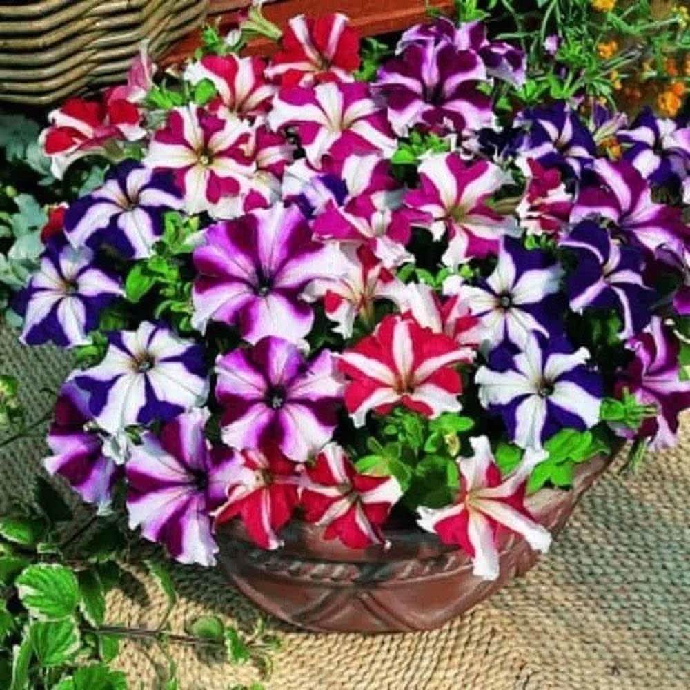 rare organic flower seeds