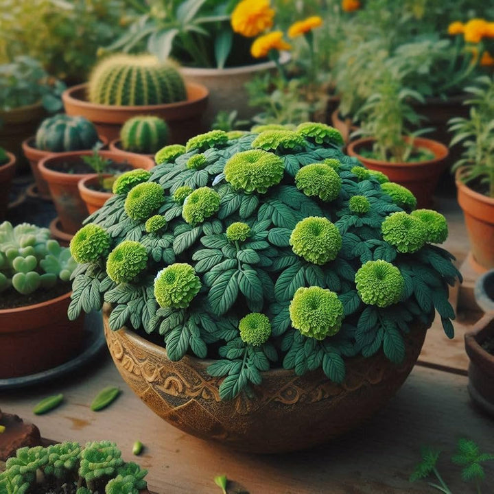 Morgenfrue Grønne Blomsterfrø til Plantning 100 stk