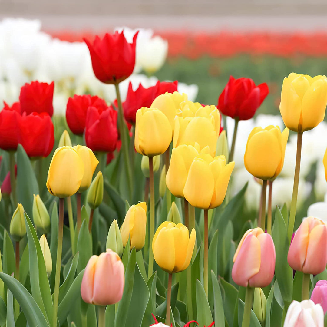 mixed tulip flower seeds