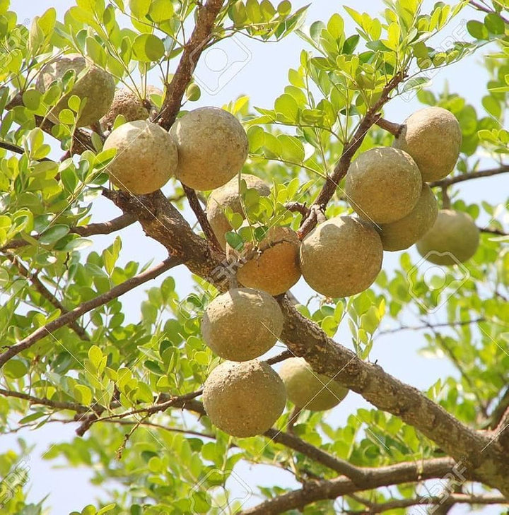 Wood Apple Fruit Seeds for Planting – Heirloom Non-GMO Tropical Tree Seeds
