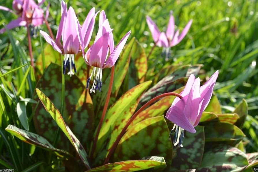 erythronium dens flower seeds