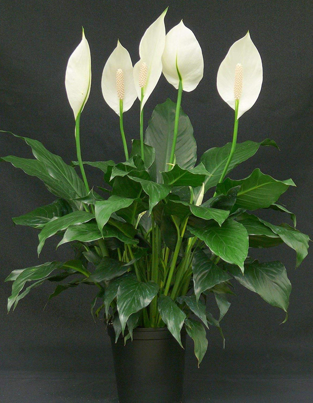 Spathiphyllum Peace Lily Blomsterfrø til udplantning 100 stk