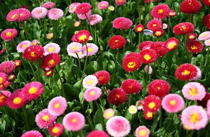 margherita chrysanthemum flower seeds