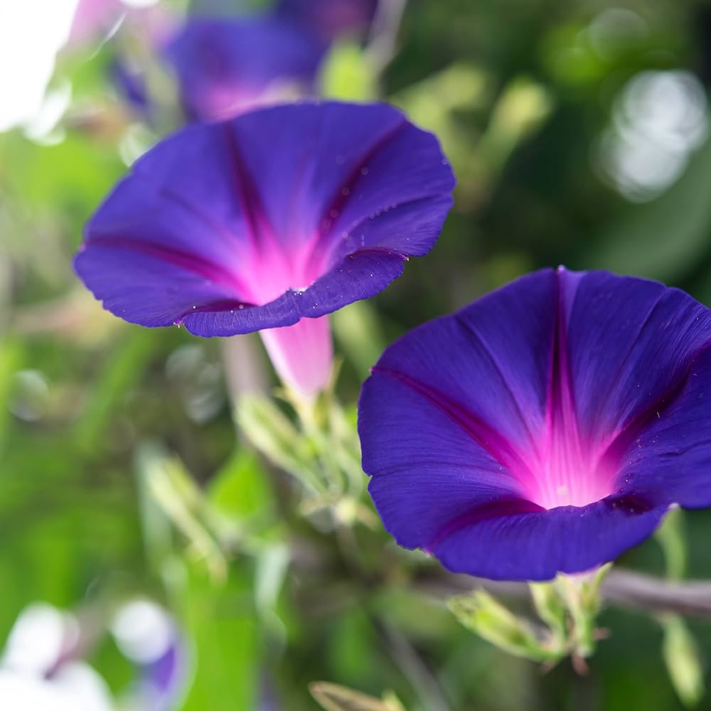 lavender mexican flower seeds