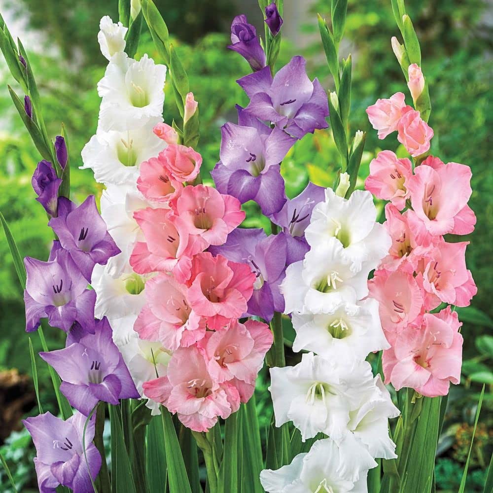 gladiolus flower flower seeds