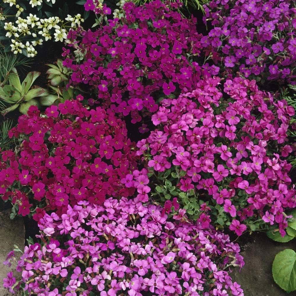purple rock flower seeds