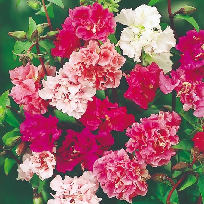 Clarkia elegans Flower Seeds for Planting – Heirloom & Non-GMO Graceful Annual Blooms for Borders, Beds, and Cottage Gardens