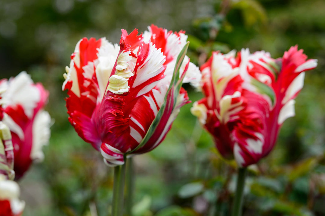 Hvide Røde Tulipan Blomsterfrø 100 stk