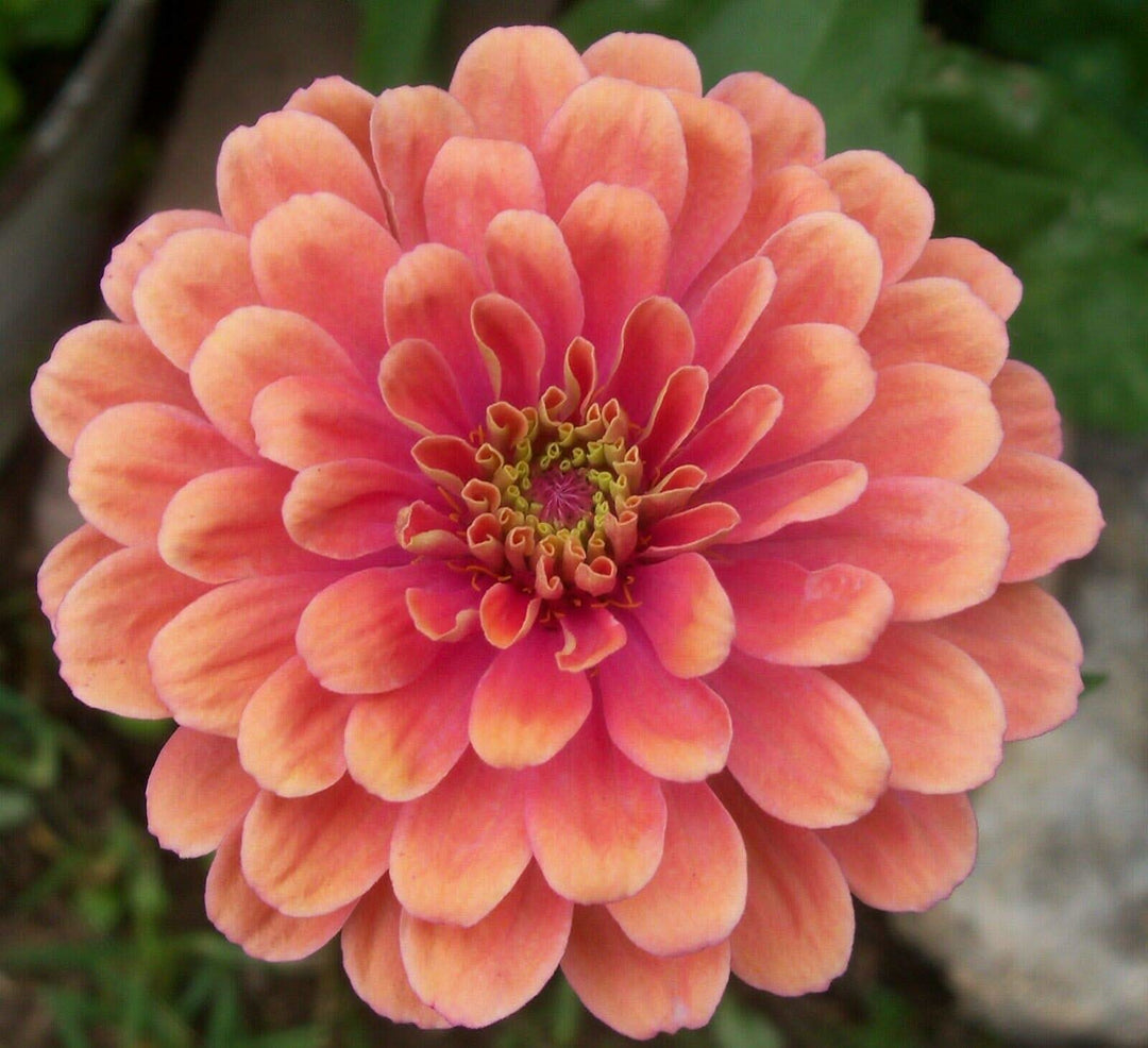 zinnia salmon flower seeds
