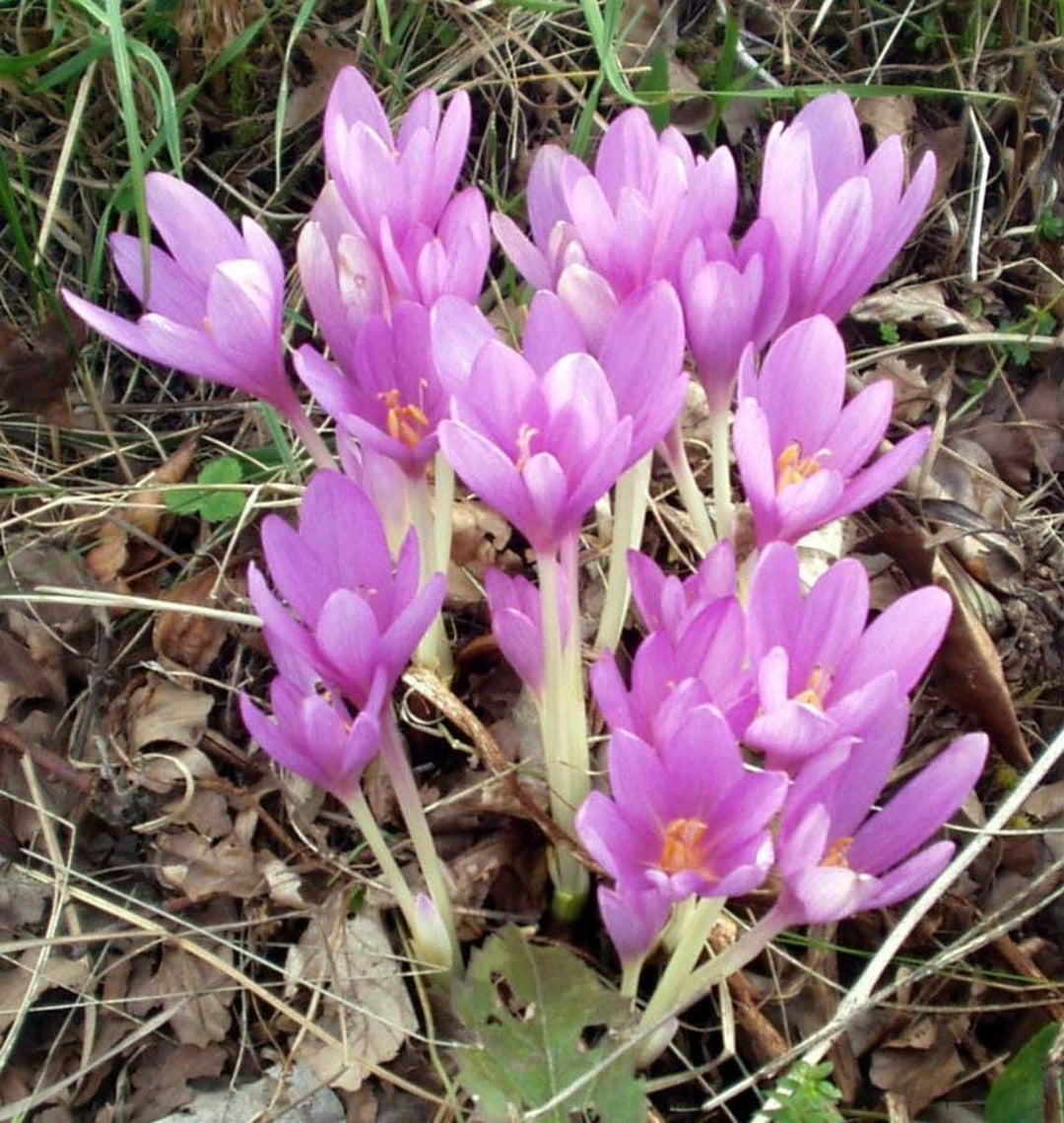 saffron flower seeds price Crocus Sativus Seeds – Heirloom Non-GMO Saffron – Neeraseeds