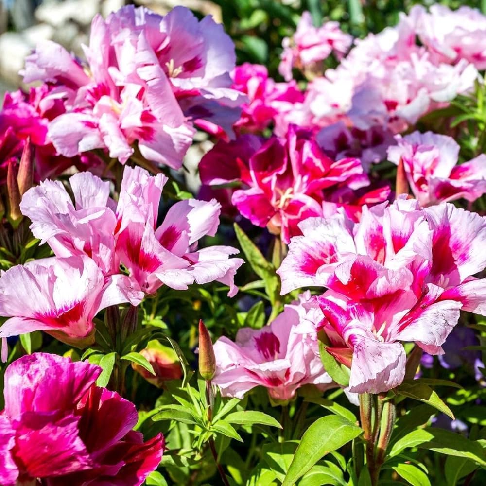 dwarf godetia flower seeds