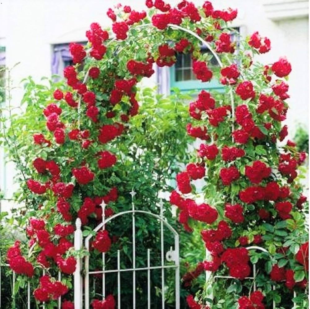 red rose flower seeds