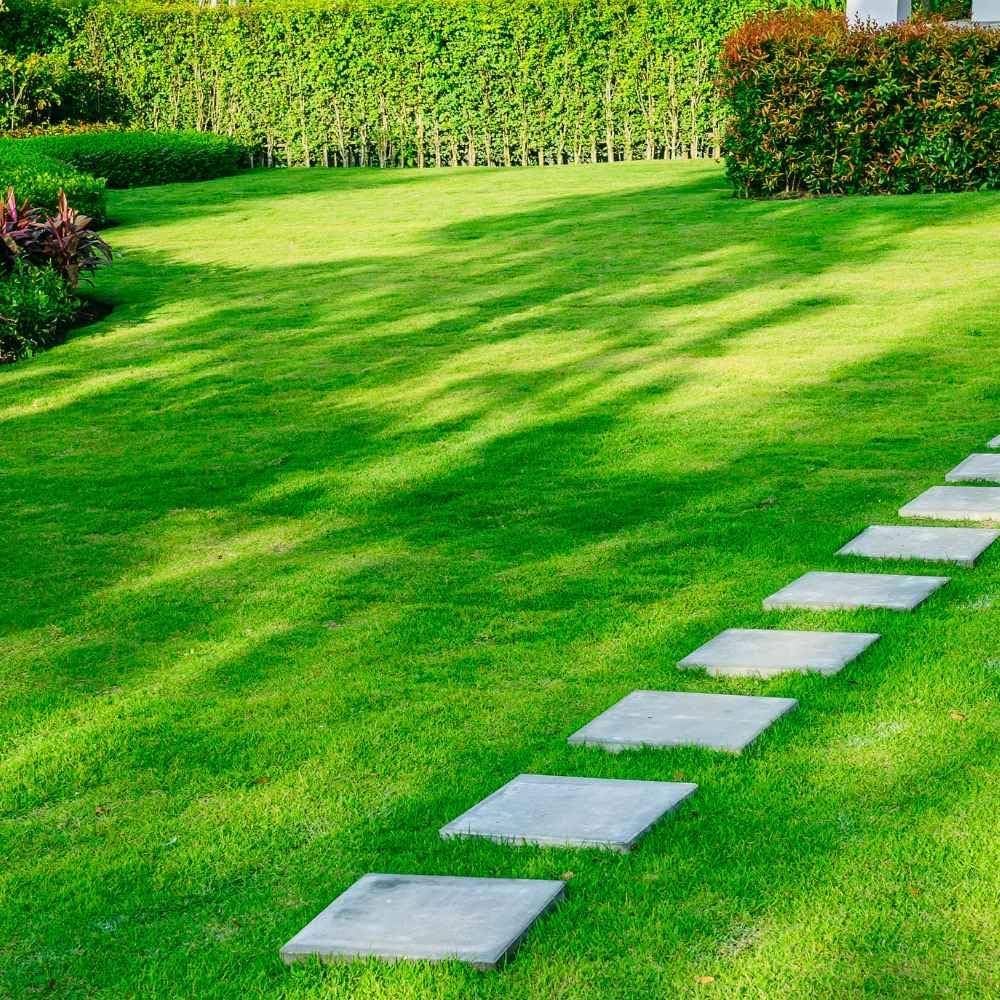 colorful turfgrass flower seeds