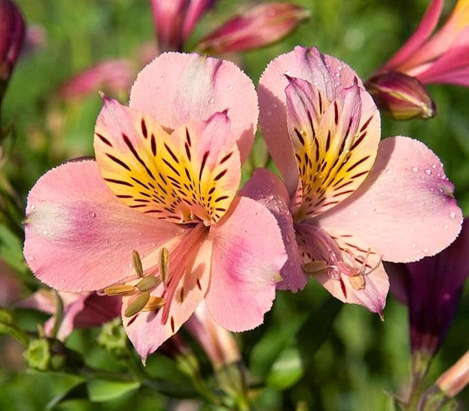 peruvian lily flower seeds