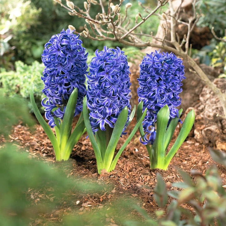 Dybblå Hyacinthus Orientalis Blomsterfrø til udplantning, 100 stk