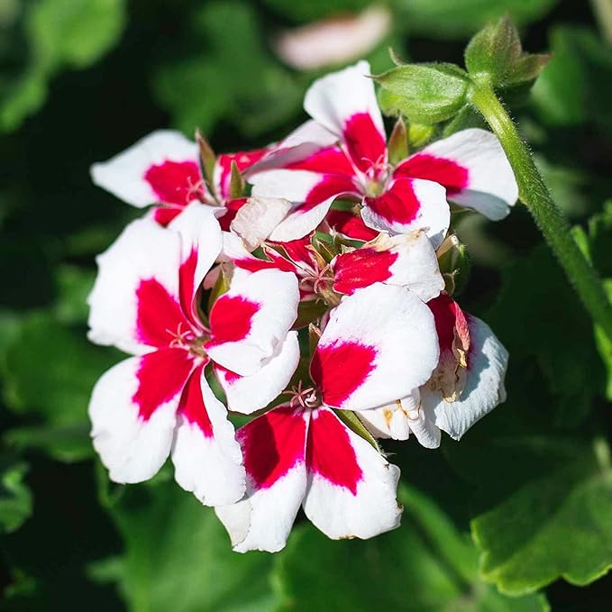 Red & White Geranium Flower Seeds for Planting – Heirloom &  Non-GMO Seeds