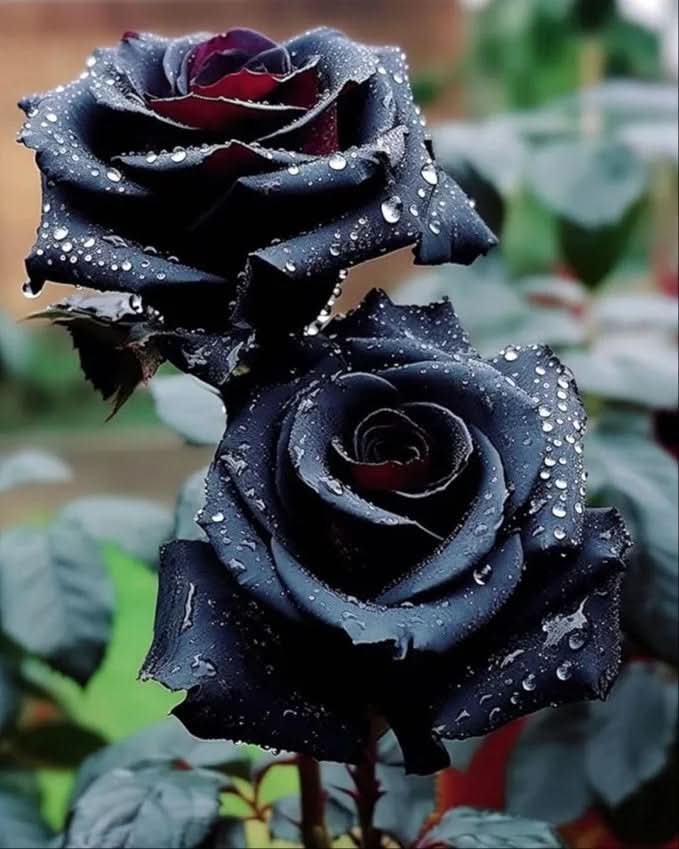rose bush flower seeds