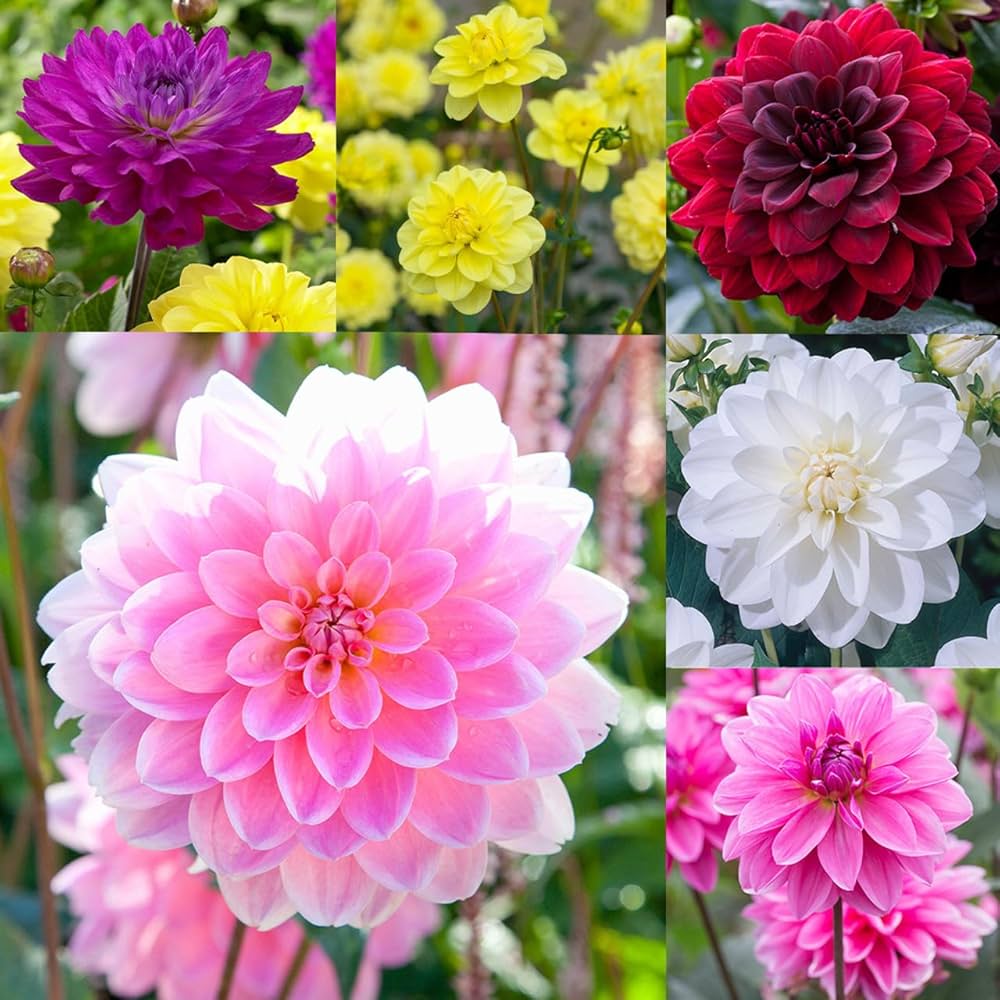dahlia mixed flower seeds