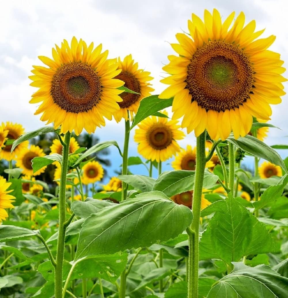 Heirloom Non-GMO Helianthus Annuus Flower Seeds for Planting – Bright Sunflower Blooms for Gardens