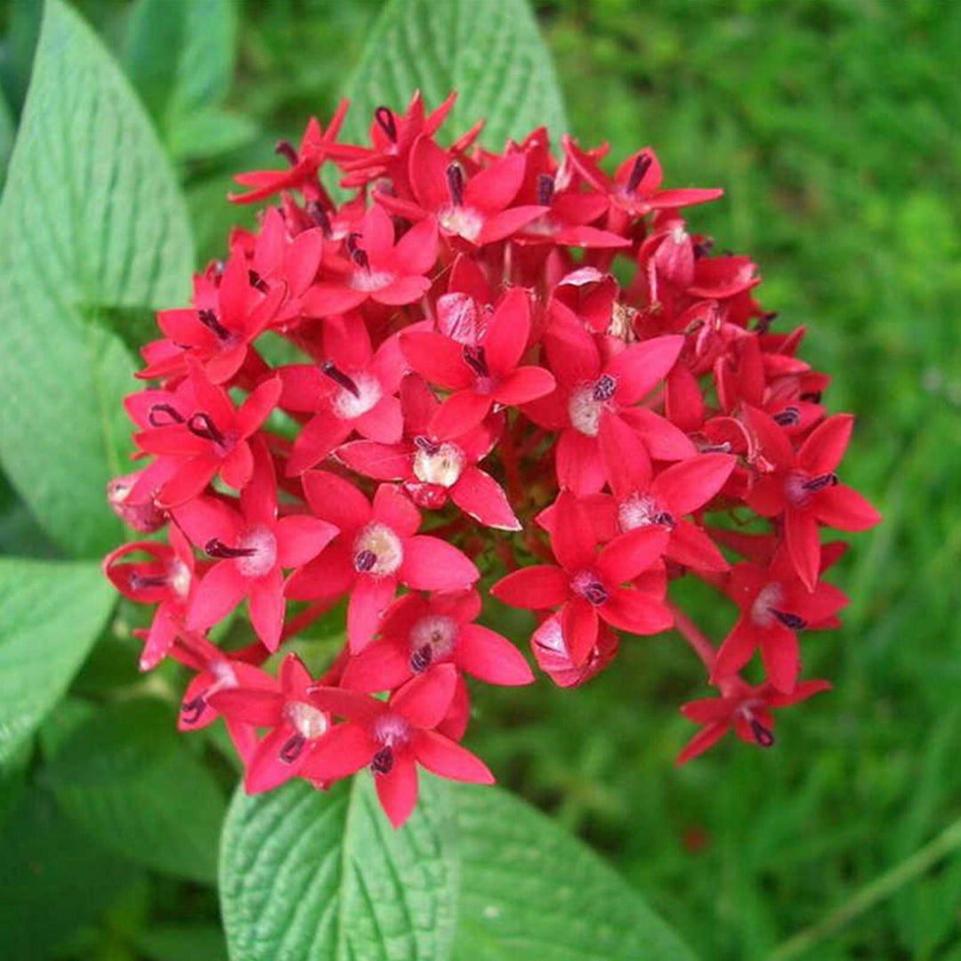 pentas lanceolata flower seeds
