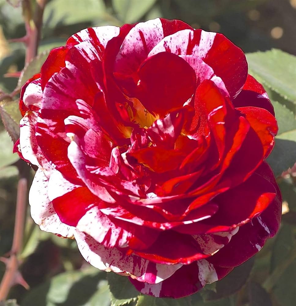 rose rosa flower seeds