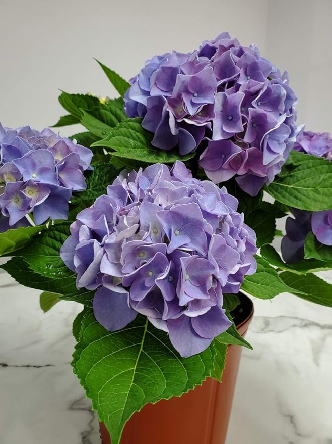 hydrangea hydrangea flower seeds