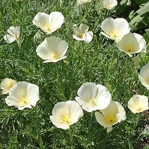 white persian flower seeds