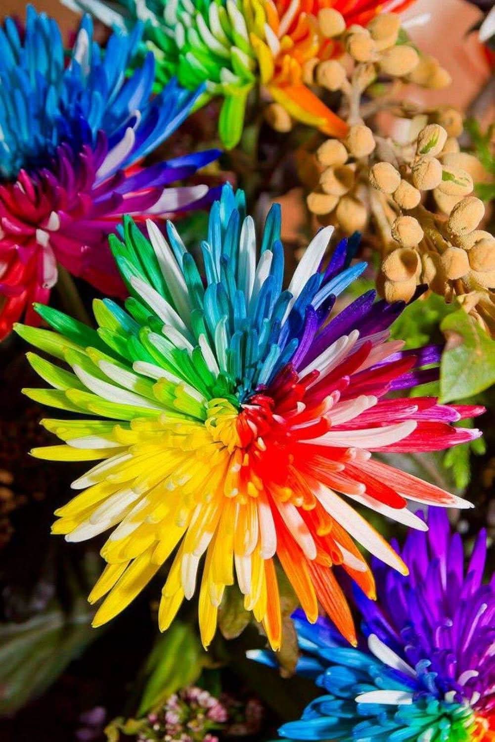 black rainbow flower seeds