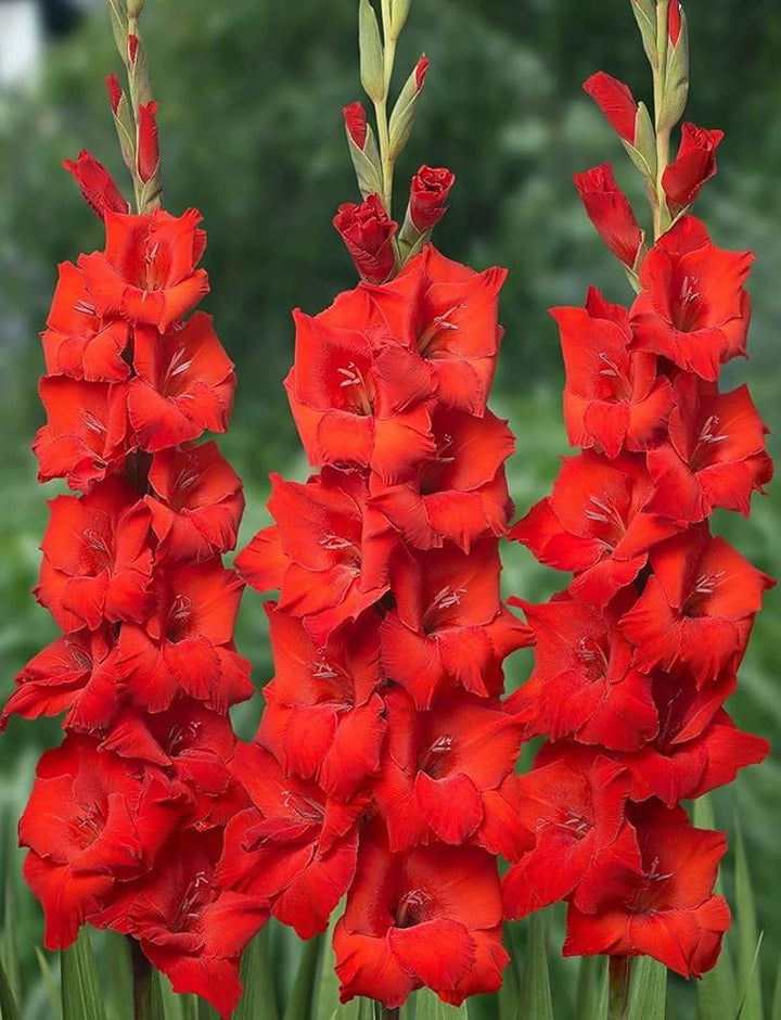 Organic Heirloom Gladiolus Flower Seeds for Planting – Red Variety Non-GMO High Germination Tall Blooms