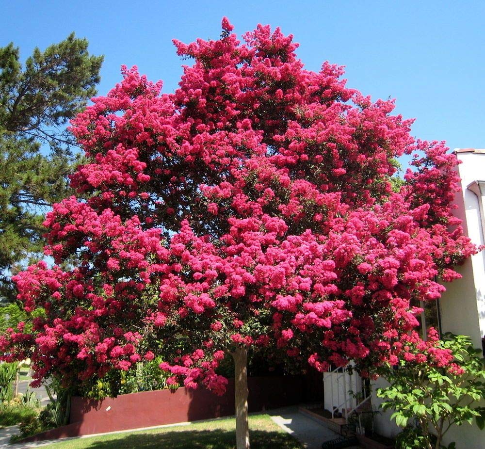 red crepe flower seeds