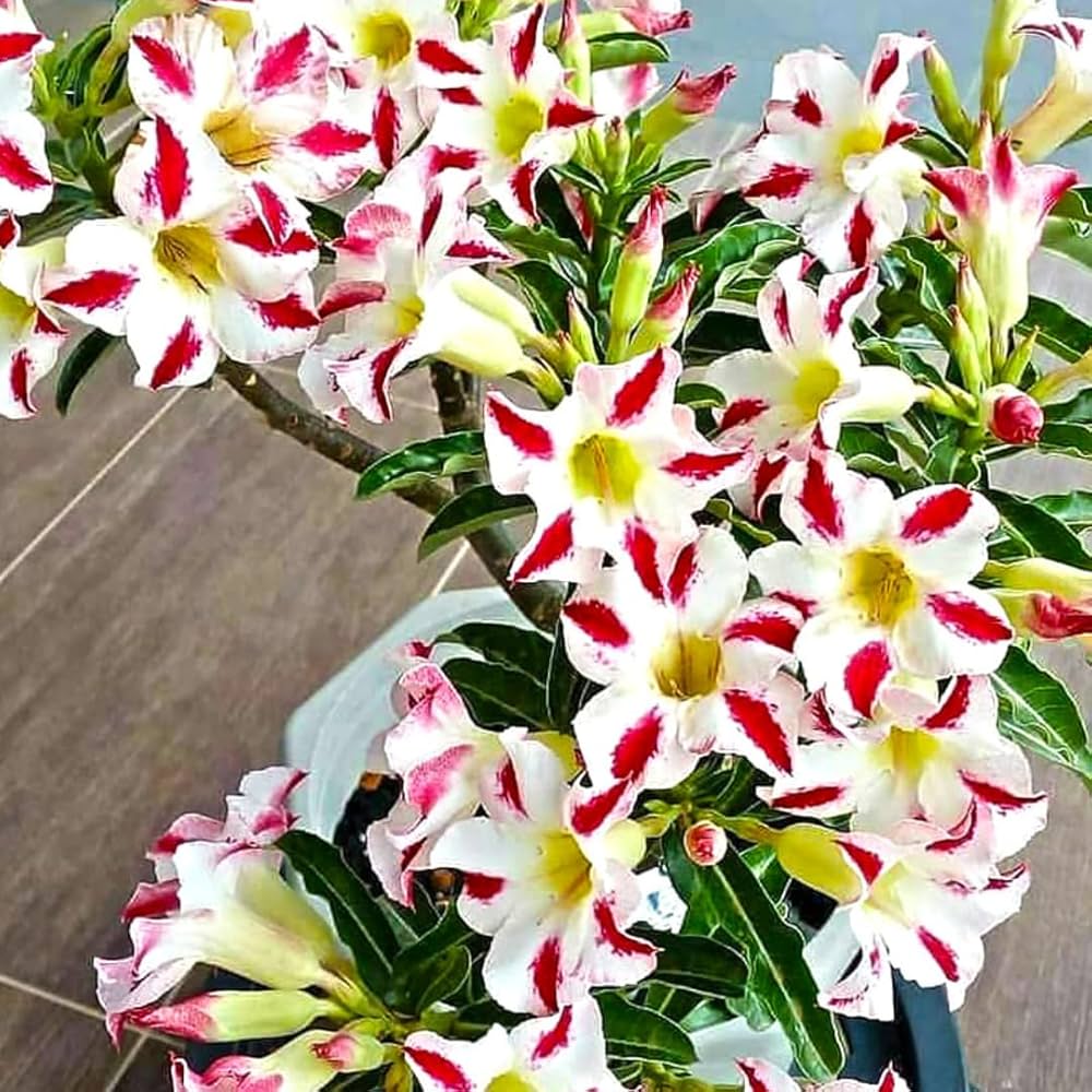red desert flower seeds