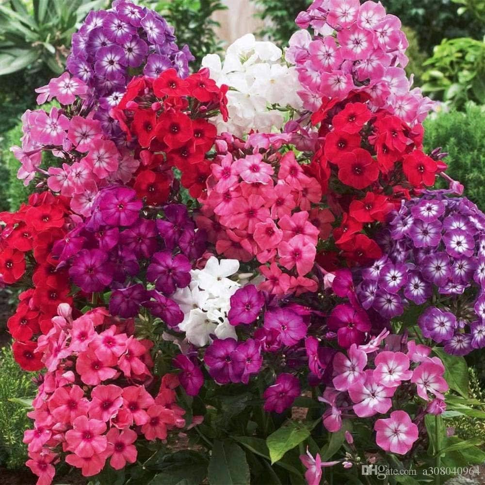 phlox st flower seeds