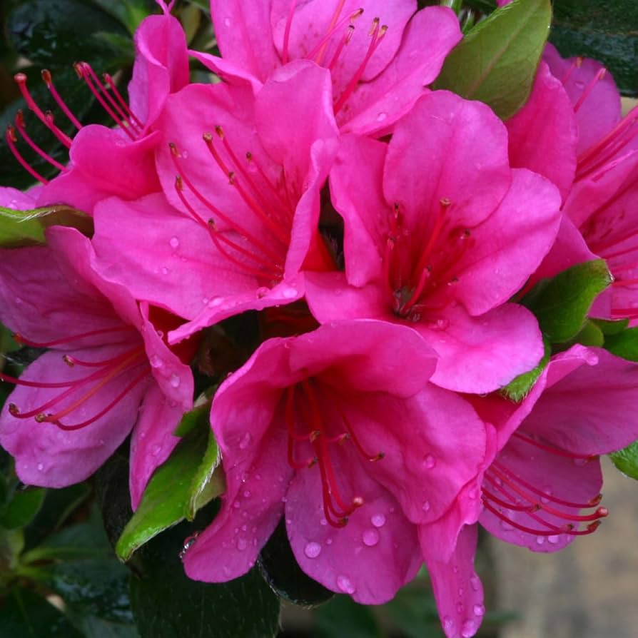 Azalea Blomsterfrø til Plantning 100 stk