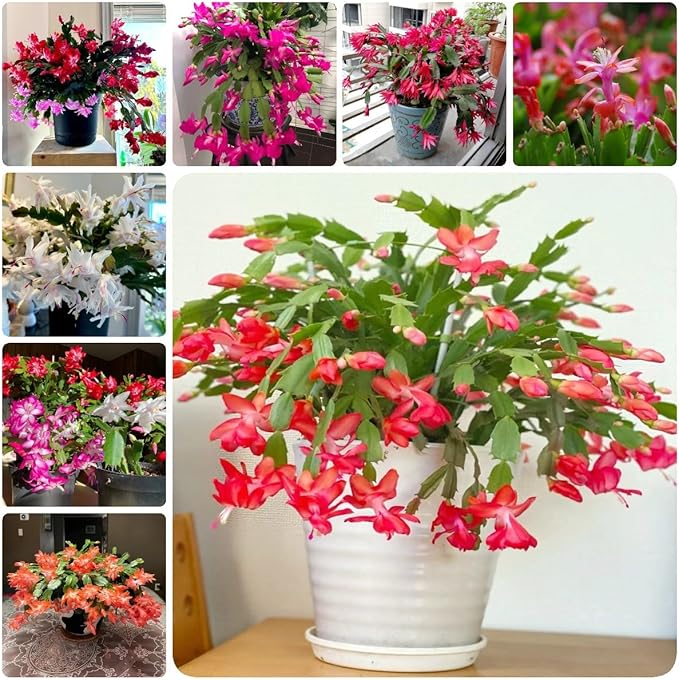 Rainbow Schlumbergera Zygocactus Plantefrø til udplantning 100 stk