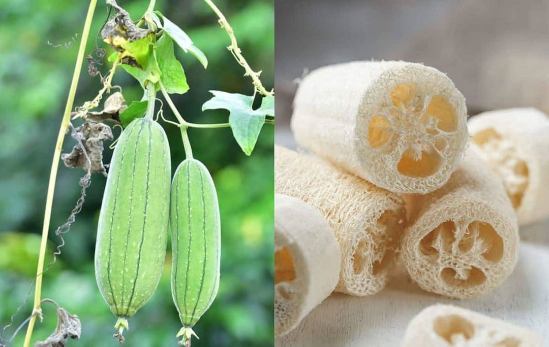 luffa flower flower seeds