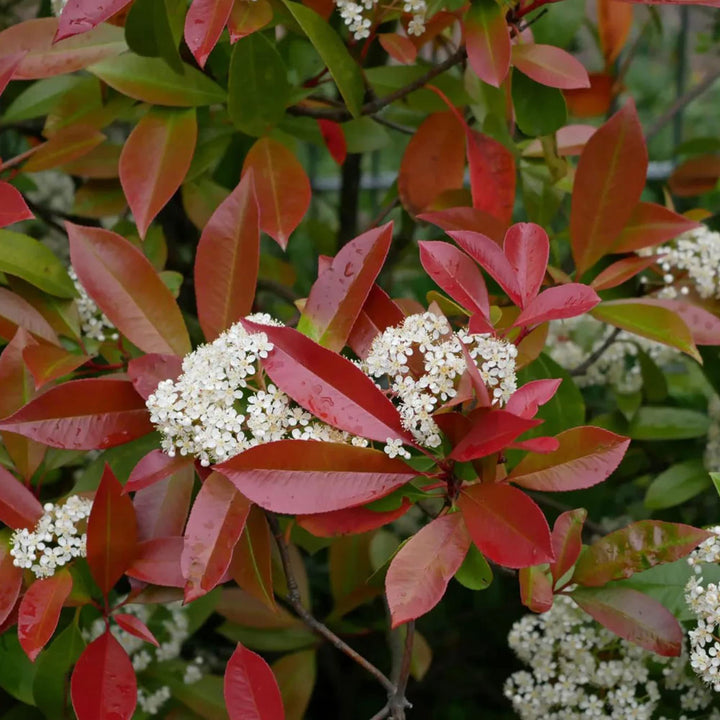 Photinia Fraseri Red Tip Flower Seeds for Planting 100 pcs