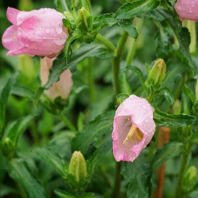 bellflower campanula flower seeds