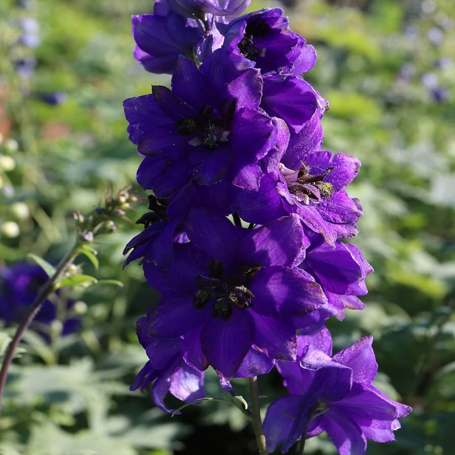 black delphinium flower seeds