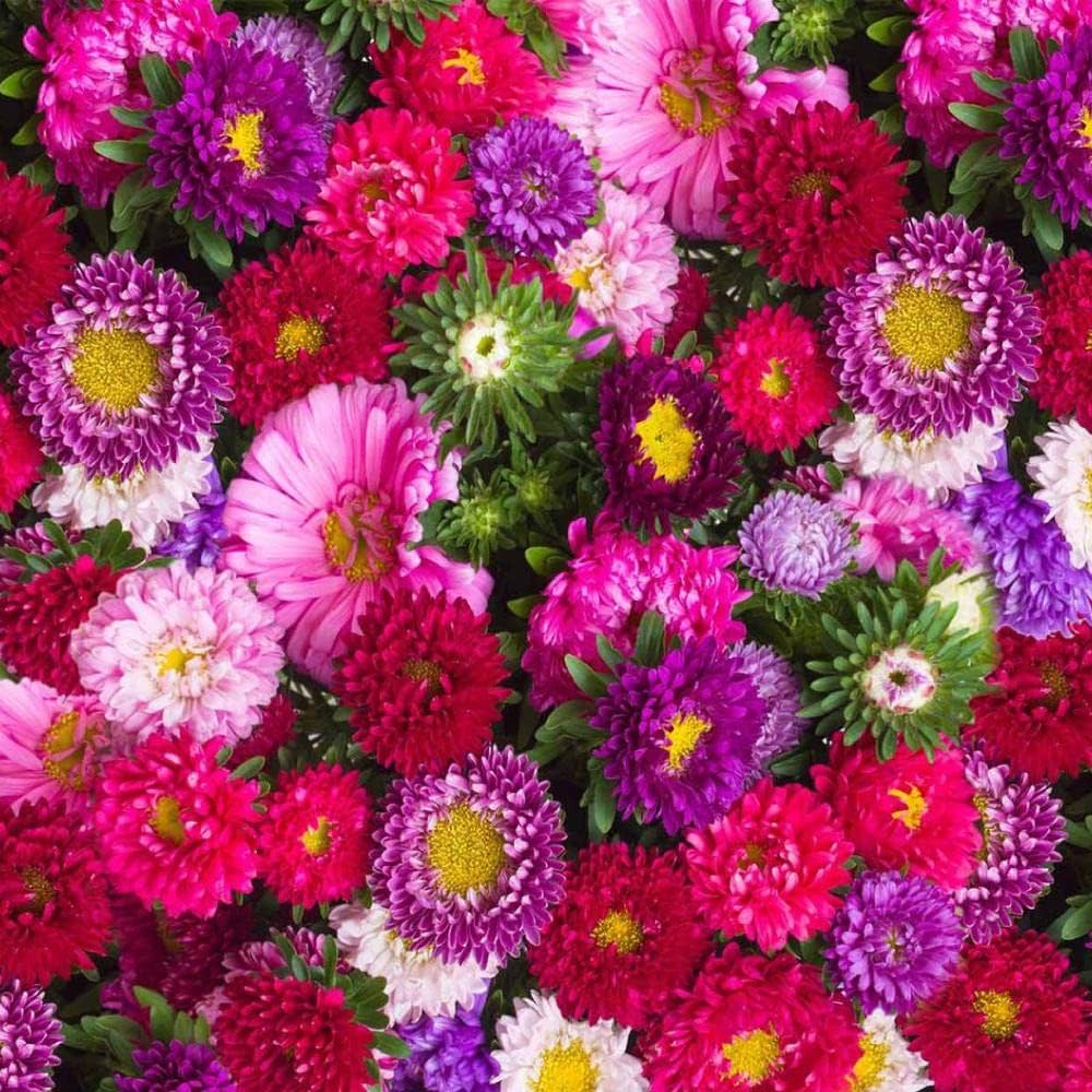 autumn coin flower seeds