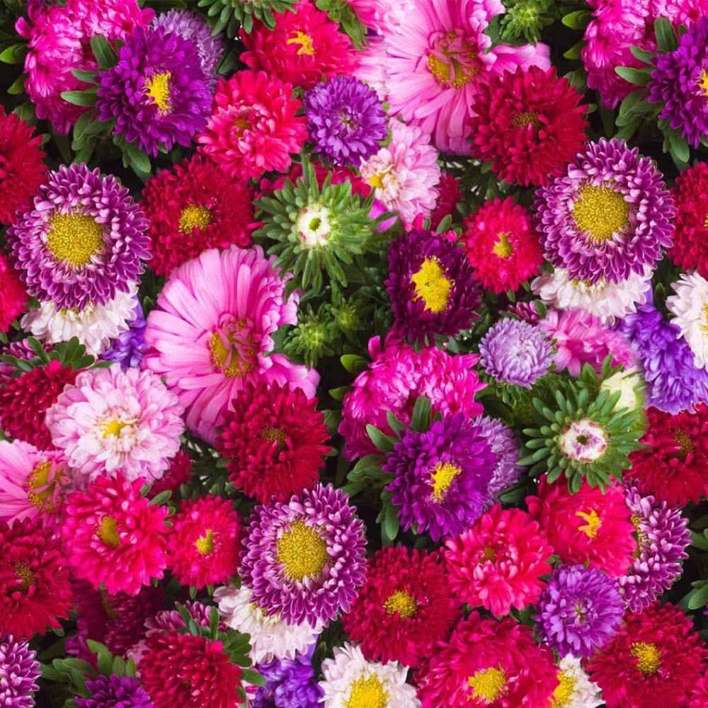 aster novae flower seeds