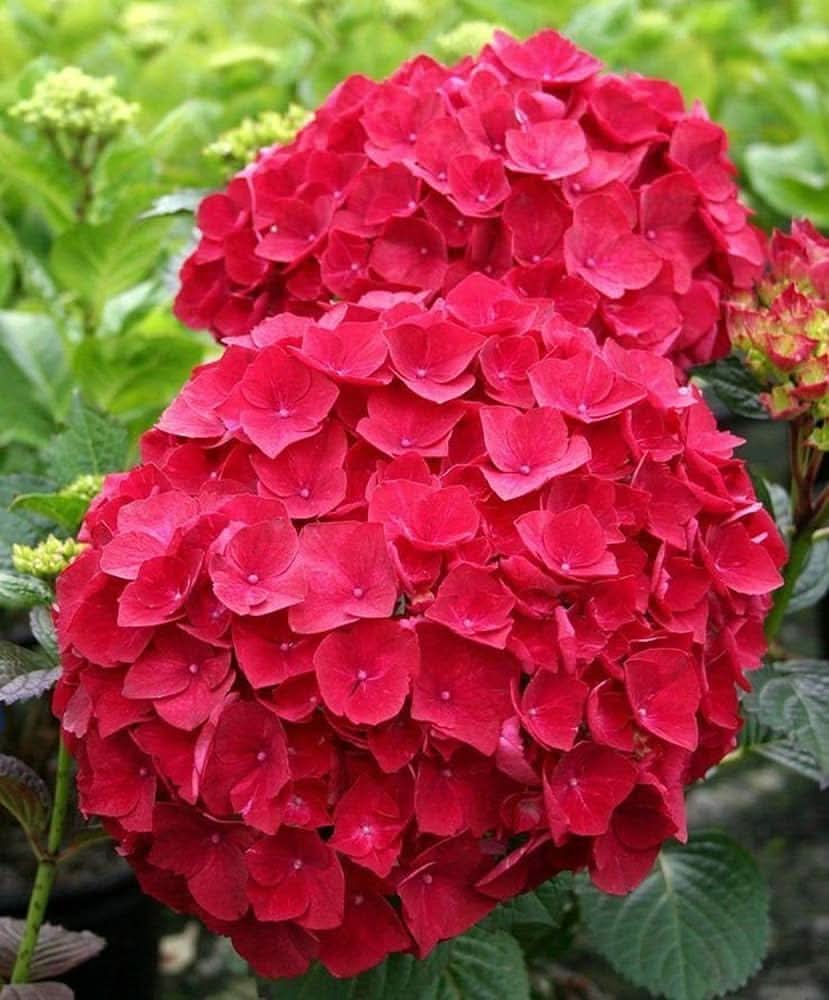 hydrangea hydrangea flower seeds