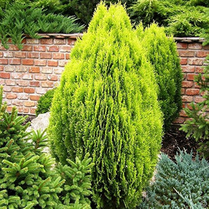 Grønne Thuja Orientalis plantefrø til udplantning, 100 stk