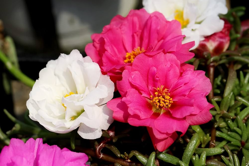 White Pink Moss Rose Flower Seeds for Planting - 100 pcs