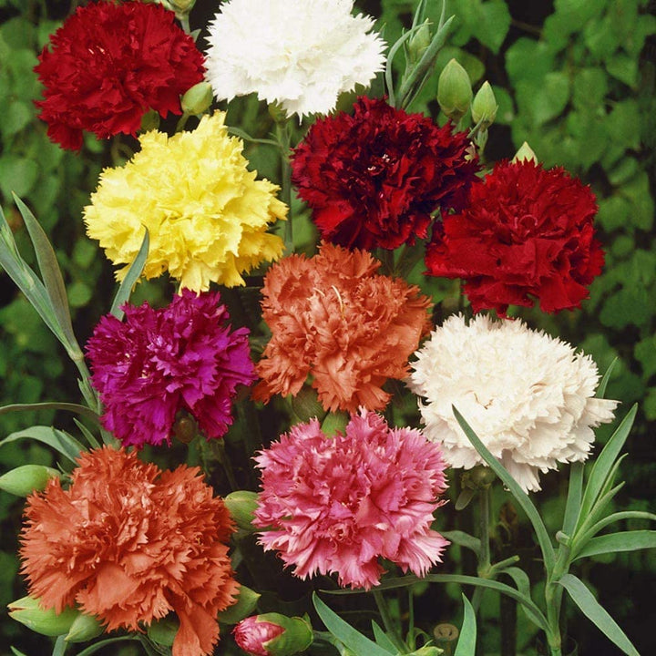 Garofani Dianthus Caryophyllus Balcony Flower Flower Seeds for Home Garden Planting, Lush Organic